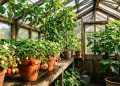 A Practical Nursery Guide to Fruit Trees for Sale Near Greenhouses and Sheds